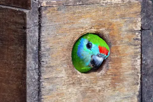 Bird Box