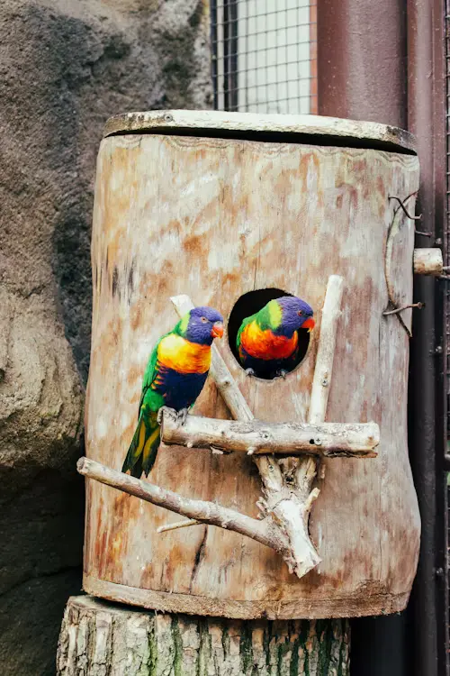 Bird Box