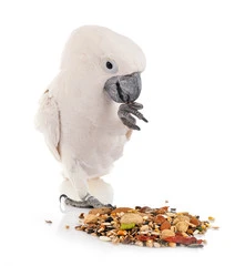 Bird Food