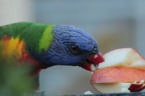 Bird Food