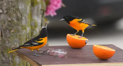 Bird Food