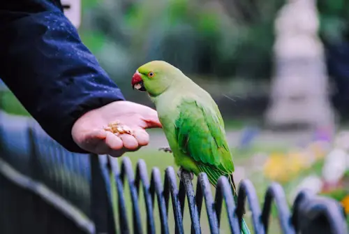 Bird Food