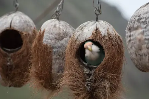 Birds Nest 2025