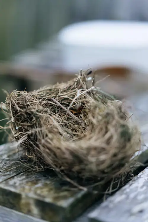 Birds Nest 2025
