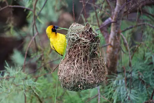 Birds Nest 2025