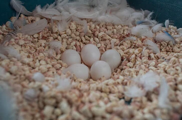 Birds Nest 2025