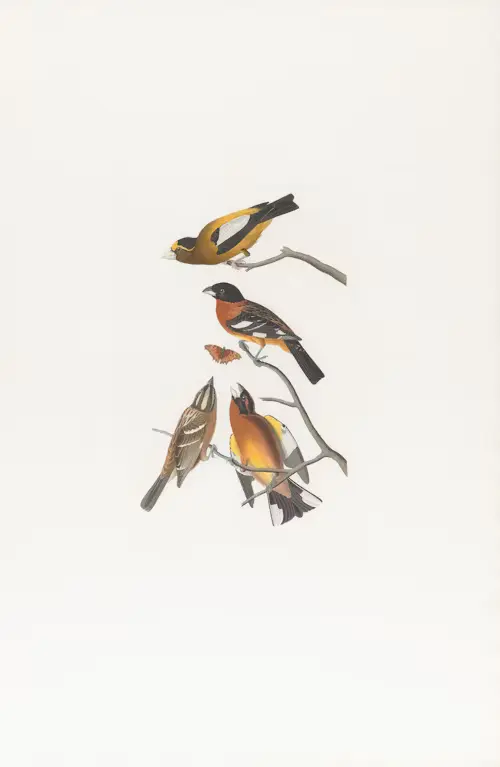 Birds Of America Book
