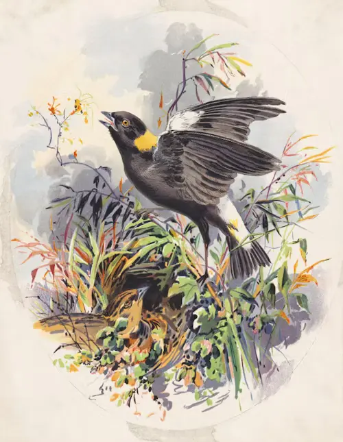 Birds Of America Book