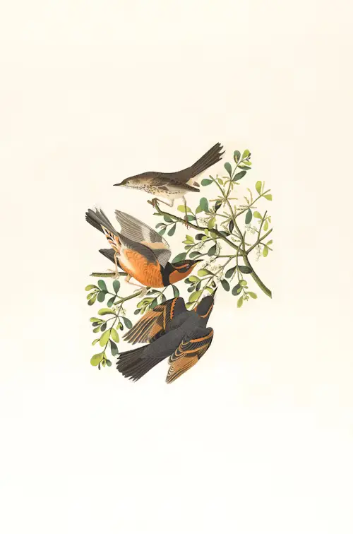 Birds Of America Book