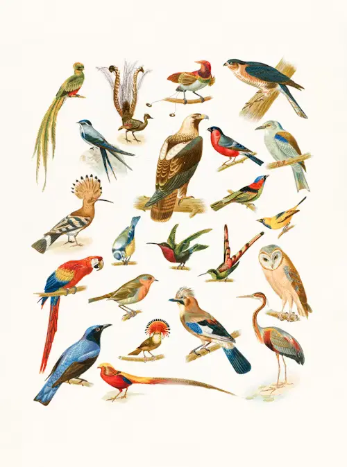 Birds Of America Book