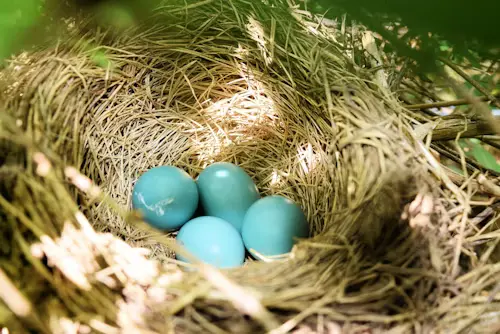Blue Bird Eggs