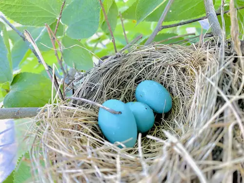 Blue Bird Eggs