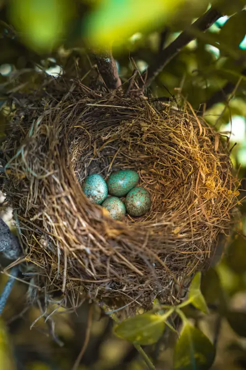 Blue Bird Eggs