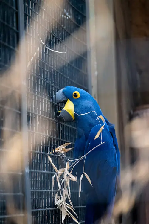 Blue Parrots