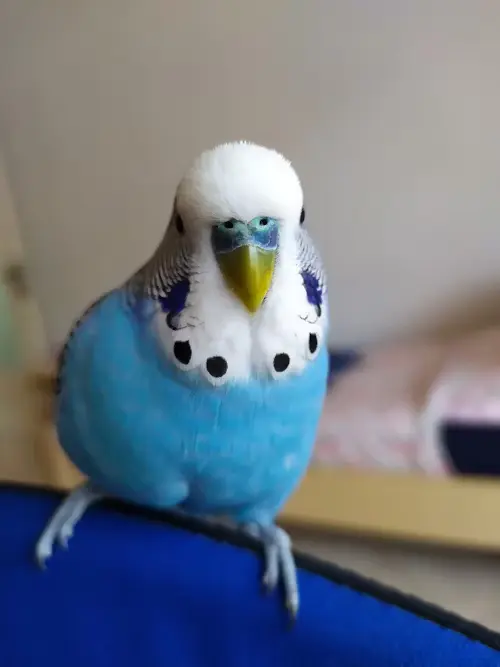 Blue Parrots