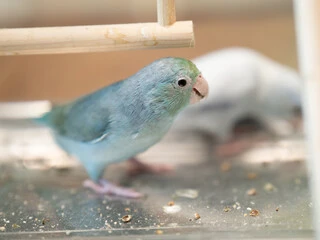 Blue Parrots