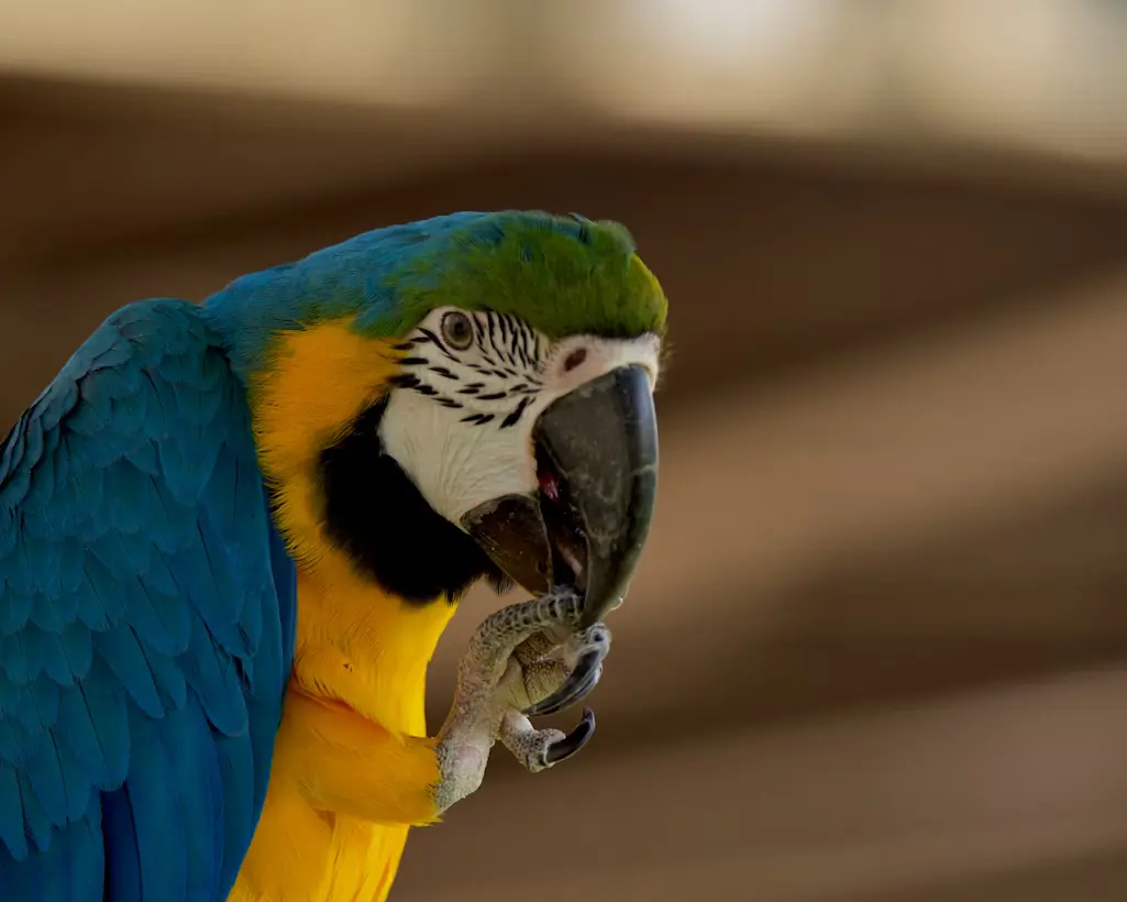 Blue Parrots