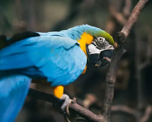 Blue Parrots