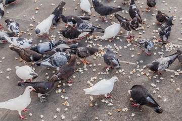 Can Birds Eat Popcorn