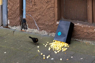 Can Birds Eat Popcorn