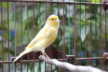 Canary Bird Singing