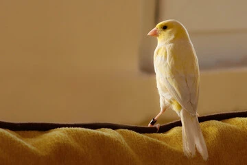 Canary Bird Singing