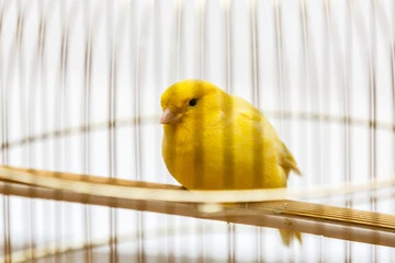 Canary Bird Singing