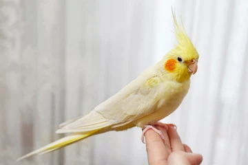 Cockatiel Bird Cost