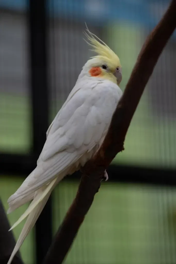 Cockatiel Bird Cost
