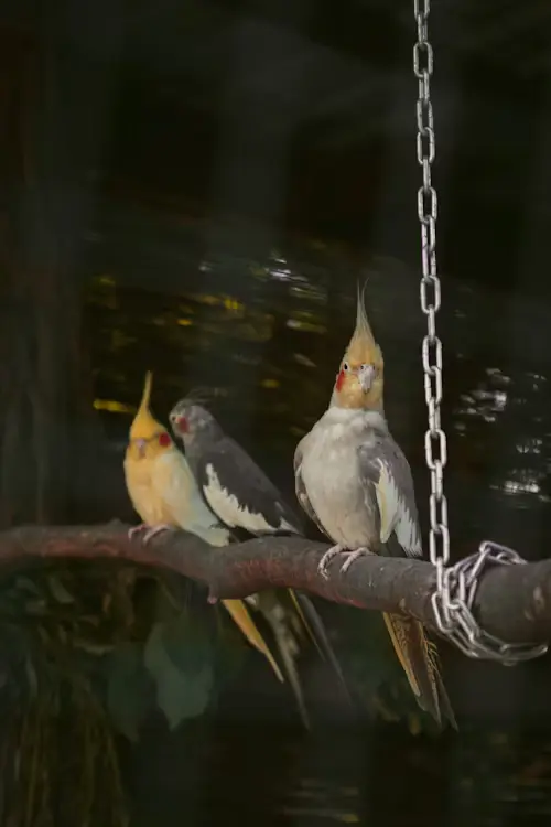 Cockatiel Bird Cost