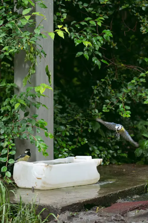 DIY Bird Baths