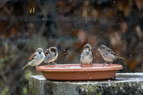 DIY Bird Baths