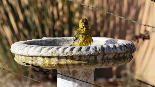 DIY Bird Baths