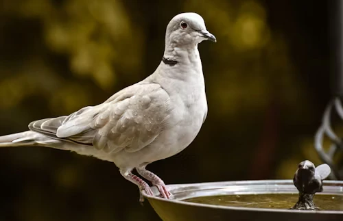 Dove Bird Food