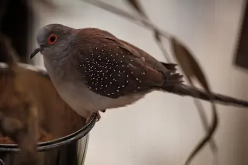 Dove Bird Food