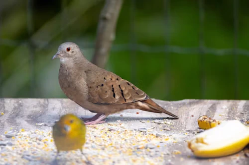 Dove Bird Food