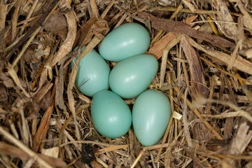 Blue Bird Eggs