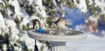 Heated Bird Bath