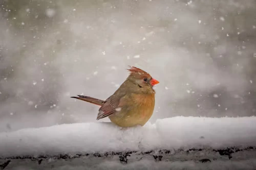 Heated Bird Bath 