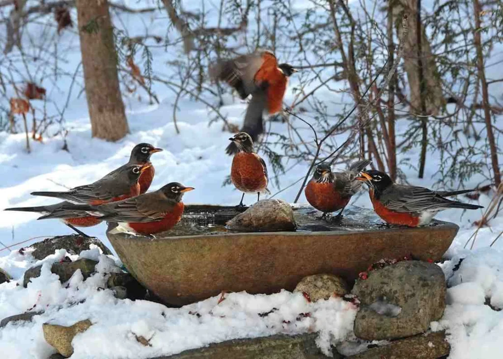 Heated Bird Bath