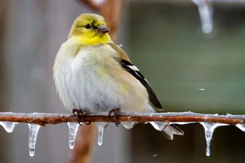 Heated Bird Bath