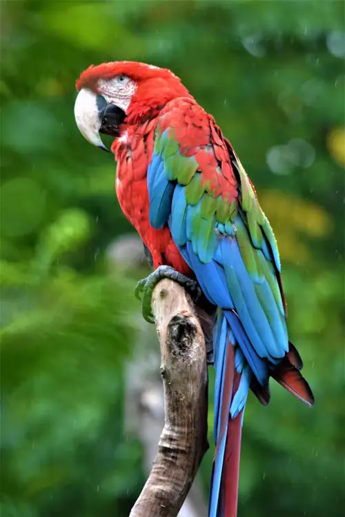 Parrot Life Age