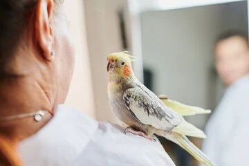 Parrot Life Age