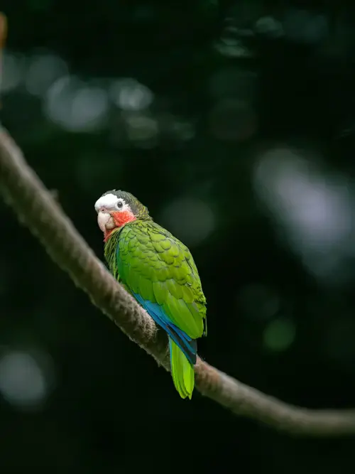Parrot Life Age