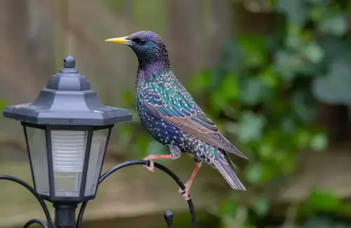 Pet Starling Bird