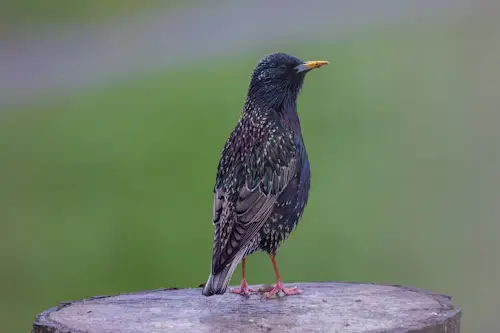 Pet Starling Bird