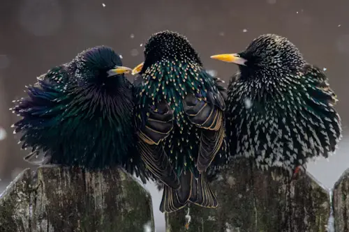 Pet Starling Bird