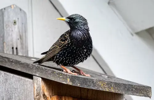 Pet Starling Bird