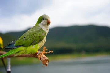 Quaker Parrot Price