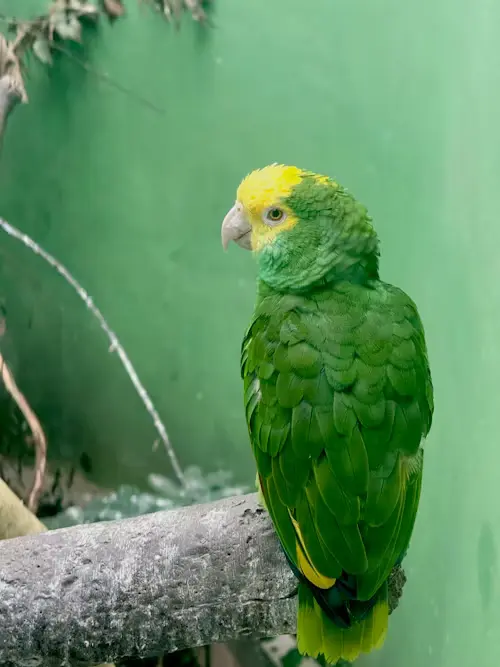 Quaker Parrot Price
